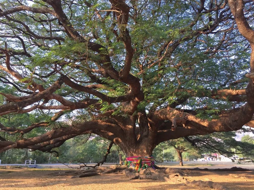 Family-friendly eco tour experience in Thailand